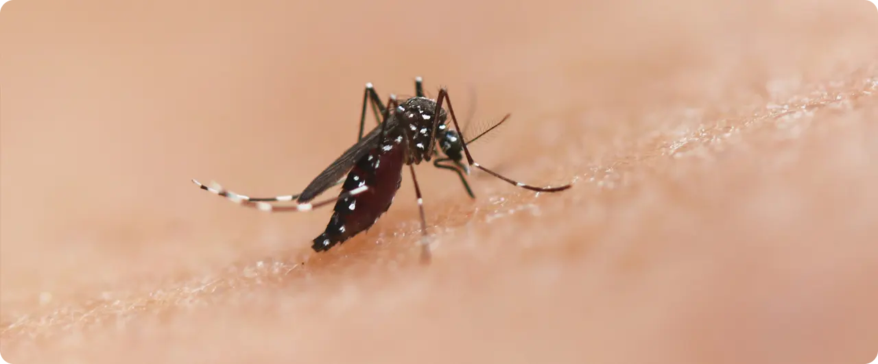 ¿Qué es el dengue?